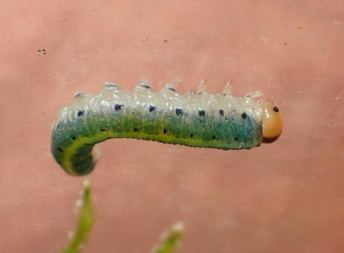 Emphytus truncatus